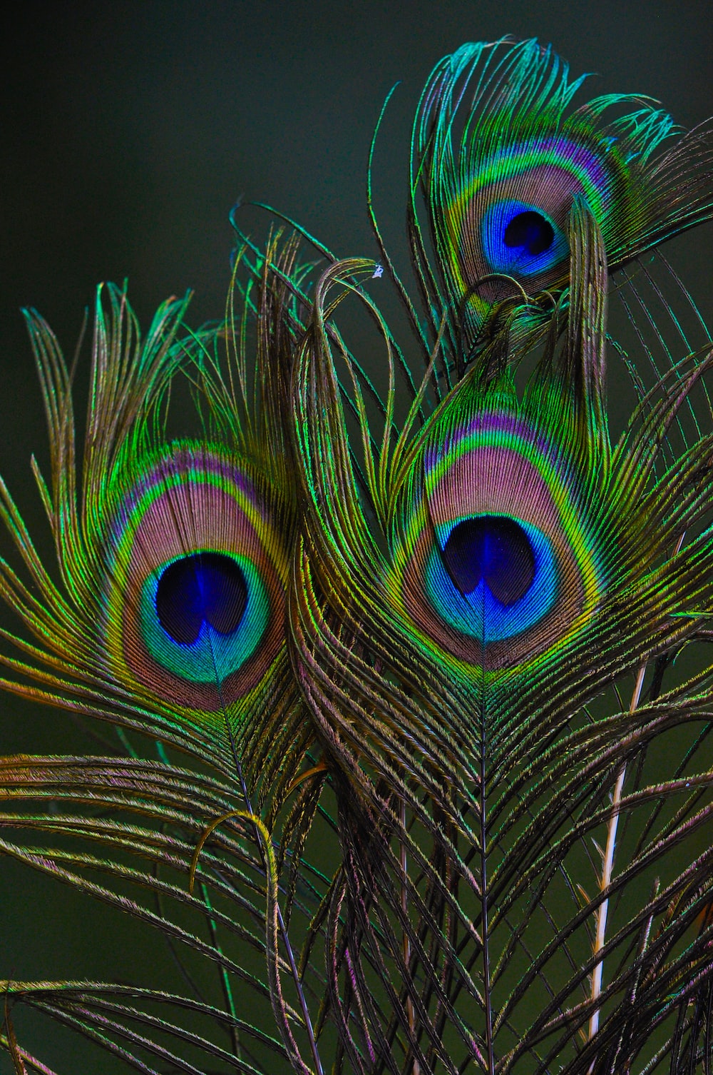 Close up of peacock feathers in green blue and purple