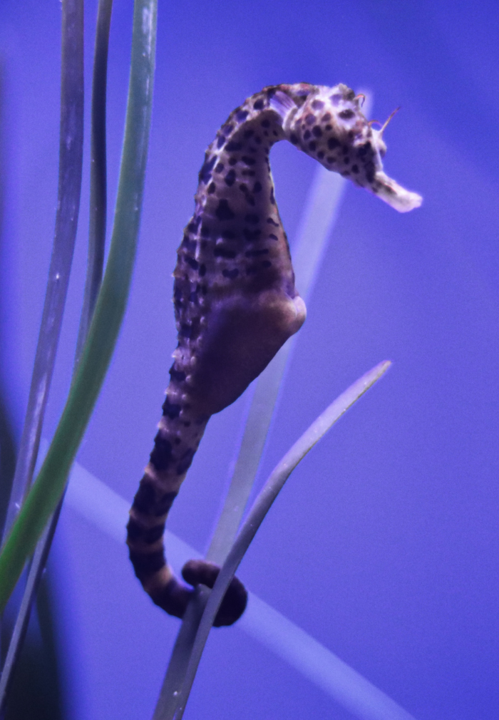 Seahorse