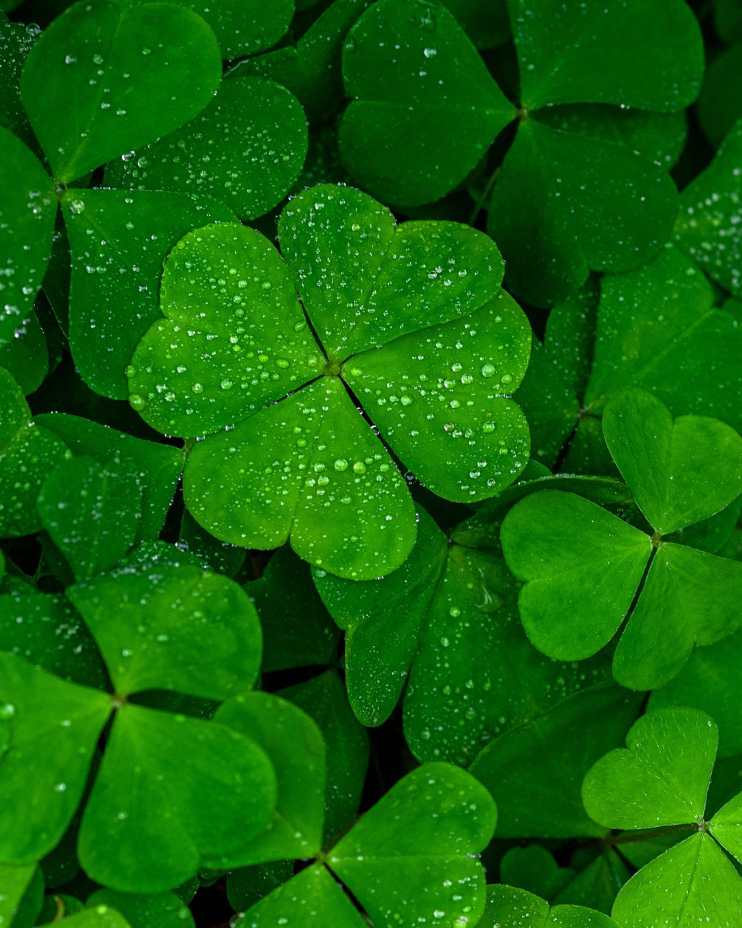 What is the meaning of the four leaved clover? - LATELITA